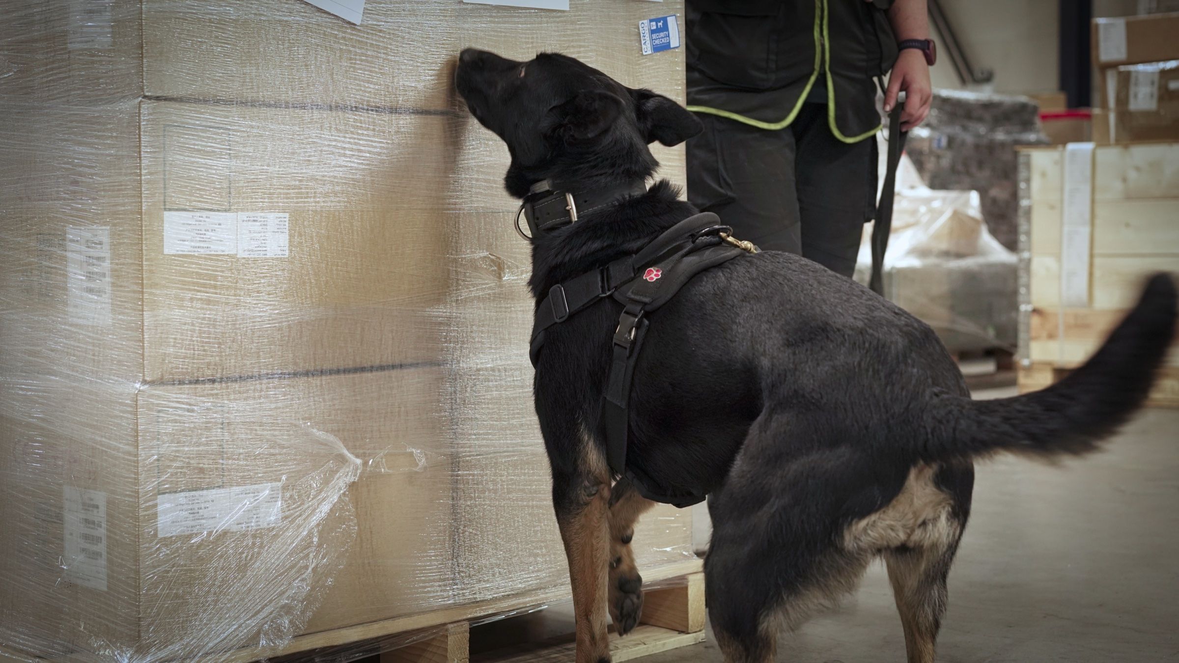 Speurhond controleert een ingepakte pallet in ons warehouse